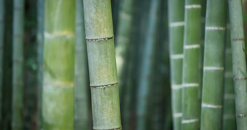 Forêt de Champgazon : pour les amoureux des bois