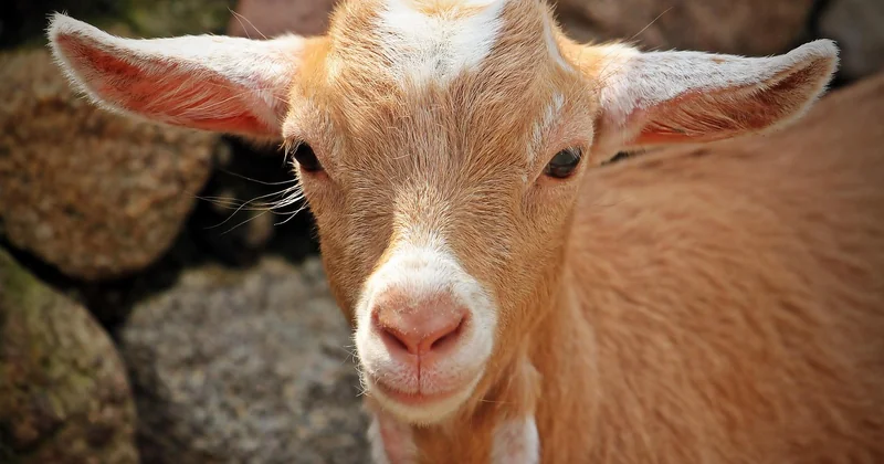 Fermes pédagogiques et animaux : la valeur sûre